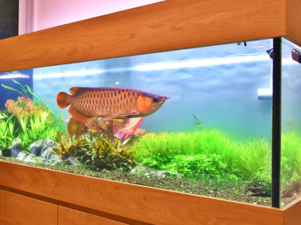 Aquarium outdoor dengan pemandangan gunung dan ikan arwana